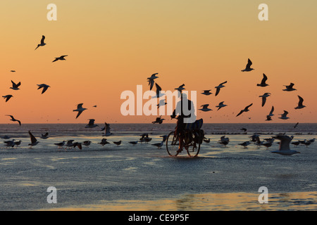 Man biking on the beach during low tide at sunset and surrounded by seagulls, Essaouira, Morocco Stock Photo