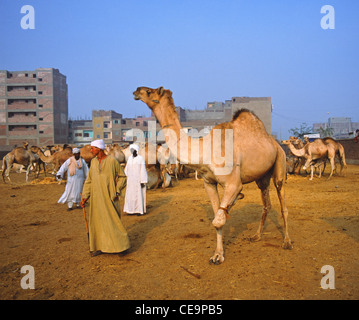 Camel trading, camel market, Cairo, Egypt Stock Photo - Alamy