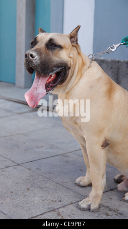 70kg Perro de Presa Canario breed dog from The Canary Islands Stock Photo