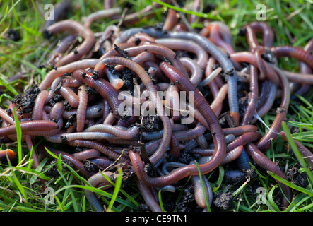 Huge amount of earthworms close to fishing Stock Photo