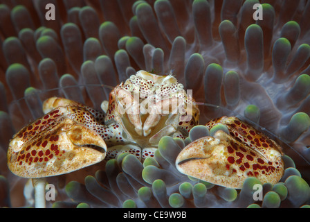 A spotted Porcelain Carb in its Anemone from Bunaken Island, Bunaken Marine Park Indonesia Stock Photo