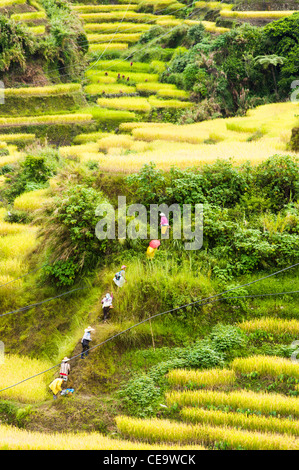maligcong rice terraces in philippines. Stock Photo
