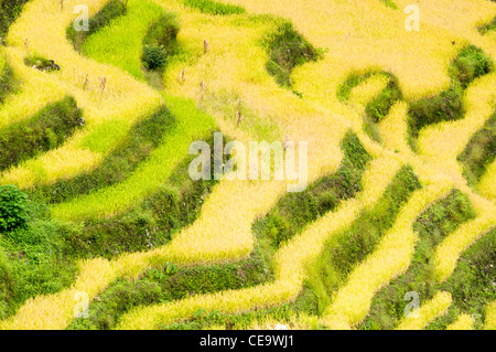 maligcong rice terraces in Philippines. Stock Photo