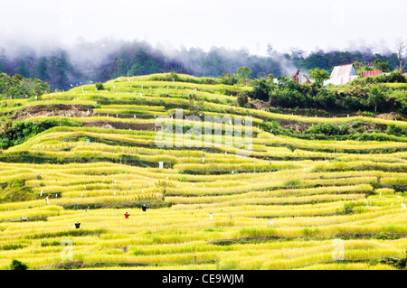 maligcong rice terraces in philippines. Stock Photo