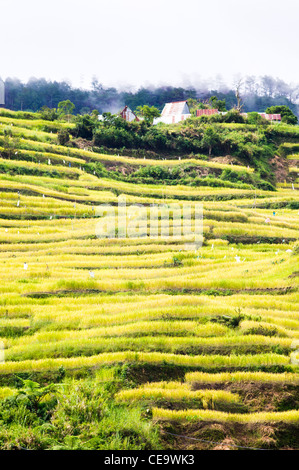 Maligcong Rice Terraces, Bontoc, Mountain Province, Luzon, Philippines ...