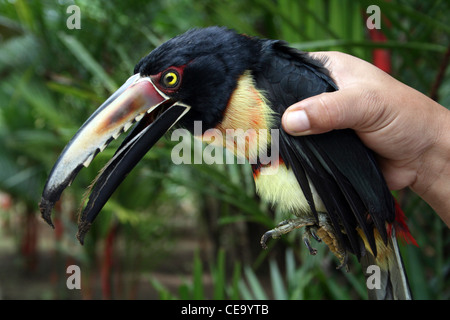 Collared Aracari Pteroglossus torquatus Handled Whilst Temporarily Stunned After Accidentally Flying Into Lodge Door Stock Photo