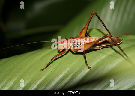 Grasshopper In Tortuguero National Park, Costa Rica Stock Photo