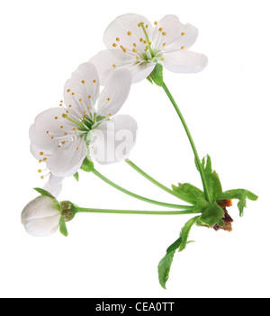 Three cherry flowers on a white background. Stock Photo