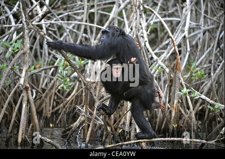 Chimpanzee with a cub. The chimpanzee with a cub on roots mangrove thickets Stock Photo