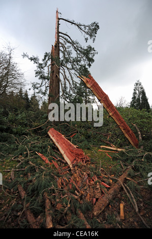 A 125 year old Redwood tree that was hit and destroyed by lightning has become a tourist attraction at the Sheffield Park garden Stock Photo