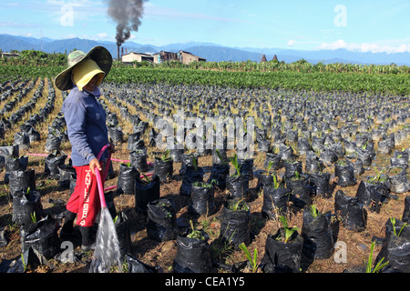 A woman waters young palm oil plants at a nursery with palm oil refinery in the background. Binjai, North Sumatra, Indonesia Stock Photo