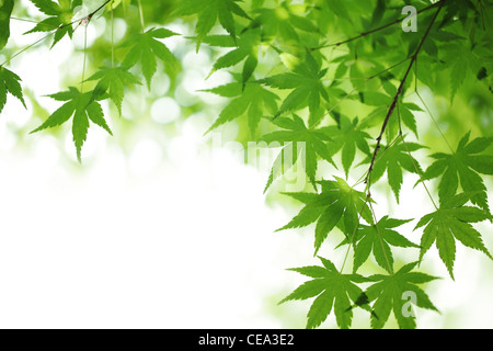 Green maple leaves background Stock Photo