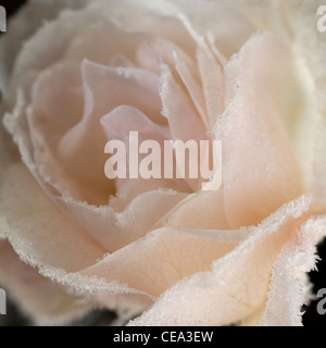 Rare beauty. Iceberg rose flowering in January, its beauty trapped in ice crystals feathering the edges of the petals. Stock Photo