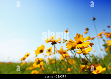 Yellow daisies against blue sky natural background Stock Photo