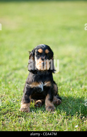 Black tan color puppy of English Cocker Spaniel breed seated in the grass Stock Photo