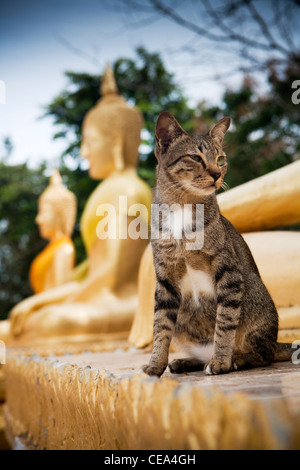 Temple cat sits by Buddhas, Wat Phra Yai temple. Khao Phra Bat hill overlooking Pattaya city, Chonburi province, Thailand Stock Photo