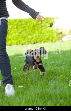 Child playing with puppy English cocker spaniel black tan color in the garden Stock Photo