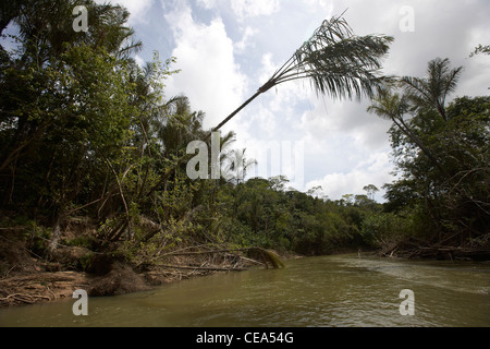 Vegetation along the Rupununi River, Guyana, South America Stock Photo ...