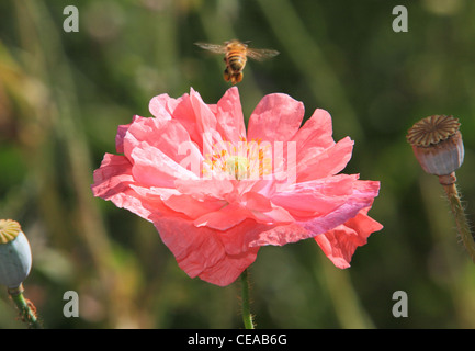 bee collecting pollen from a bright pink poppy flower Stock Photo