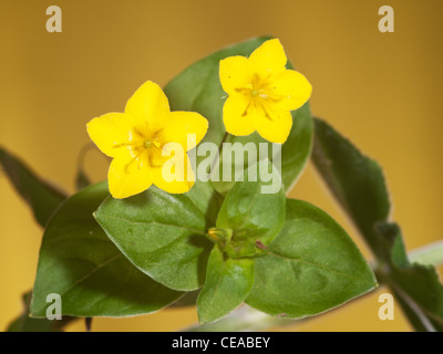 Yellow pimpernel, Lysimachia nemorum, portrait of flower with nice red out focus background, Stock Photo