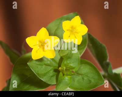 Yellow pimpernel, Lysimachia nemorum, portrait of flower with nice red out focus background, Stock Photo