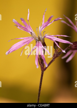 Ragged Robin, Lychnis flos-cuculi, portrait of pink flower with nice out focus background. Stock Photo