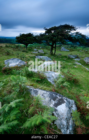 Evening light on rocks and Hawthorn Tree at Combestone Tor, Dartmoor, Devon, August 2011. Stock Photo