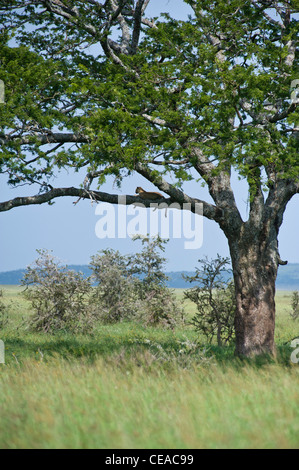 Leopard Panthera pardus using a tree as a viewpoint looking for prey, Serengeti, Tanzania Stock Photo