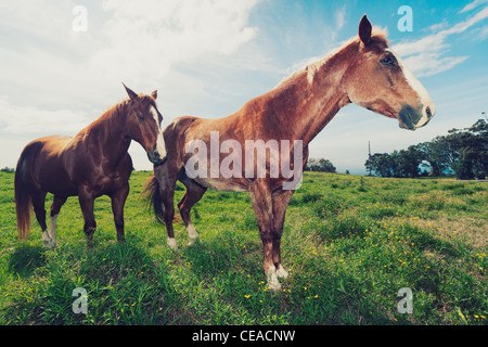 Horses Galloping in Field Stock Photo