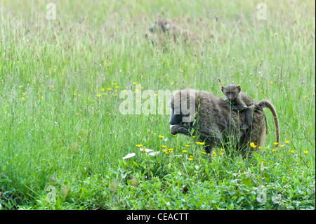 Female Olive Baboon Papiocynocephalus anubis with juvenile eating grass in Serengeti Tanzania Stock Photo