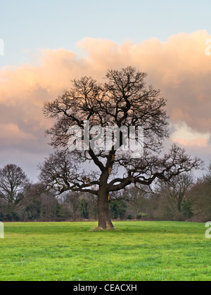 A single oak tree in winter against a cloudy sky at dusk. Stock Photo