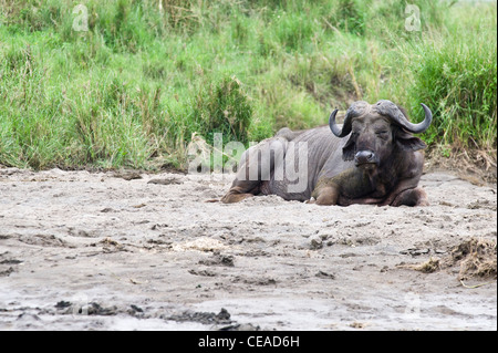 Buffalo Syncerus caffer at Lake Magadi in Serengeti, Tanzania Stock Photo