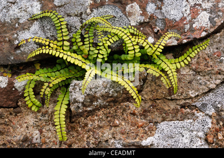 Maidenhair Spleenwort growing from a stone wall. Stock Photo