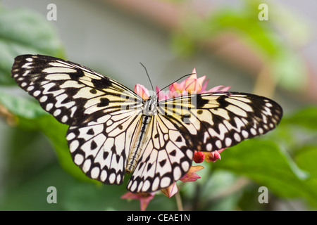 Tropical Paper Kite Butterfly, Sunburst rice paper butterfly or Idea leuconoe on flowers Stock Photo