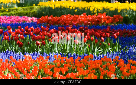 Colorful tulips and common grape hyacinth in spring Stock Photo