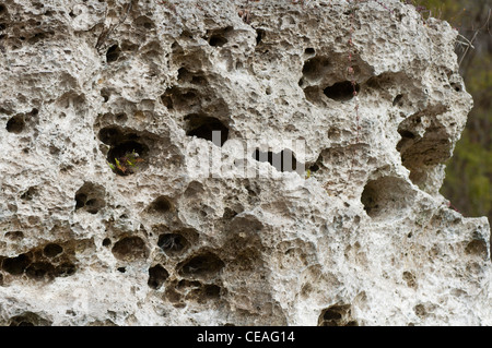 Karst limestone rock formations on the bank of Ichetucknee river, Florida, United States, USA, geology Stock Photo