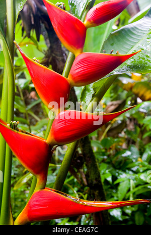 Heliconia (Heliconiaceae) plant, Helaconia Trail, Hawaii Tropical Botanical Garden, near Hilo, Big Island, Hawaii