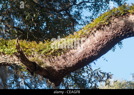 Resurrection Fern, Pleopeltis polypodioides  growing on Living oaks Quercus virginiana, Florida, United States, USA Stock Photo