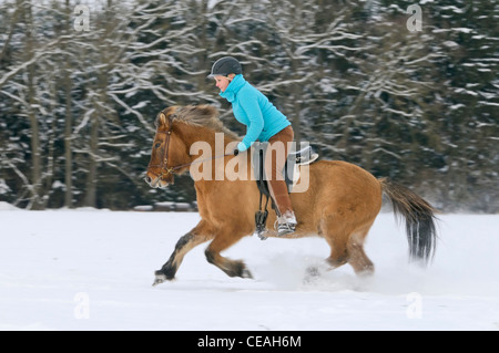 Rider on Icelandic horse galloping in snow Stock Photo