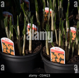 Potted crocus bulb plants for sale Stock Photo