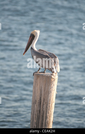 Brown Pelican, Pelecanus occidentalis, standing pole of Pier One, St Petersburg, Gulf of Mexico, Florida, North America, USA Stock Photo