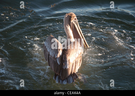 Brown Pelican, Pelecanus occidentalis, on the water Gulf of Mexico, Florida, North America, USA Stock Photo