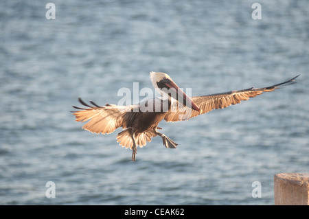 Brown Pelican, Pelecanus occidentalis, flying, Florida, North America, USA Stock Photo