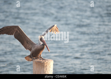 Brown Pelican, Pelecanus occidentalis, standing pole of Pier One, St Petersburg, Gulf of Mexico, Florida, North America, USA Stock Photo