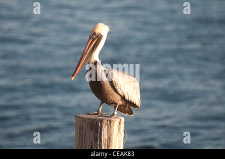 Brown Pelican, Pelecanus occidentalis, standing pole of Pier One, St Petersburg, Gulf of Mexico, Florida, North America, USA Stock Photo