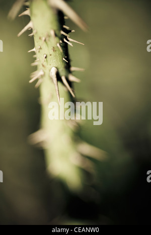 Thorns on rose stem Stock Photo