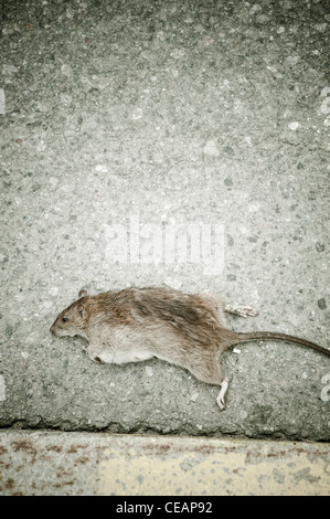 Dead rat lying on street Stock Photo