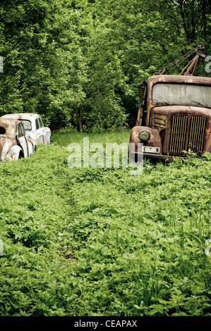 Discarded cars in nature Stock Photo