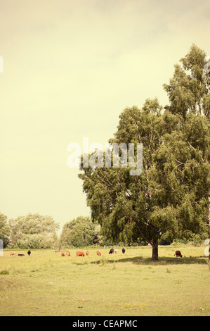 Cows in a meadow Stock Photo