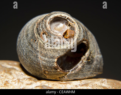 Macro image of a seashell on a stone. Sea shell closeup. Stock Photo